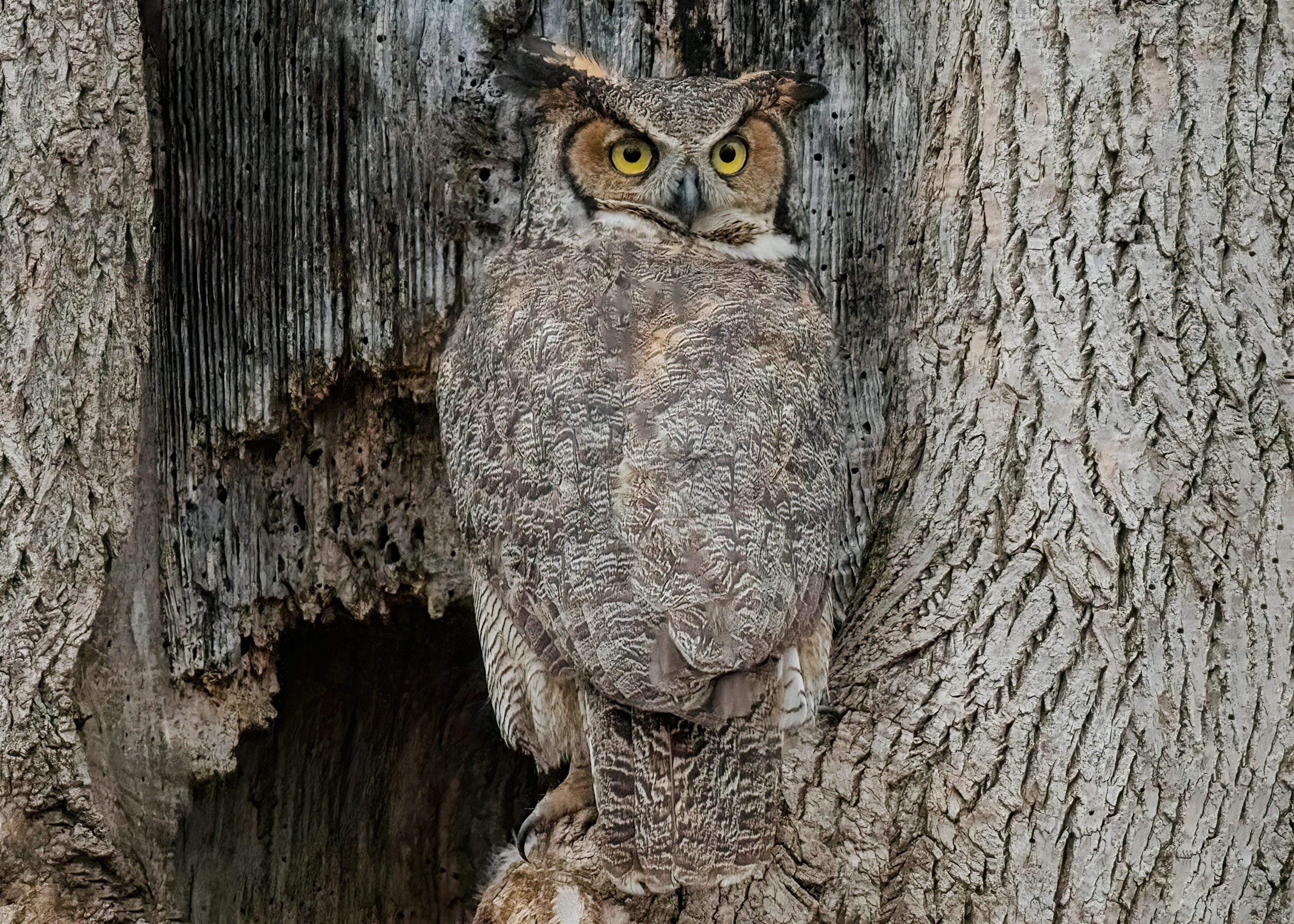 brown owl on brown tree trunk